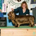 Carver  - GCH Remedi Maritime Stern Star
Award of Merit  at the 2008 National Specialty! Multi Group Placing dog ,
