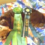 I am exhausted, a very big day at the dog show!